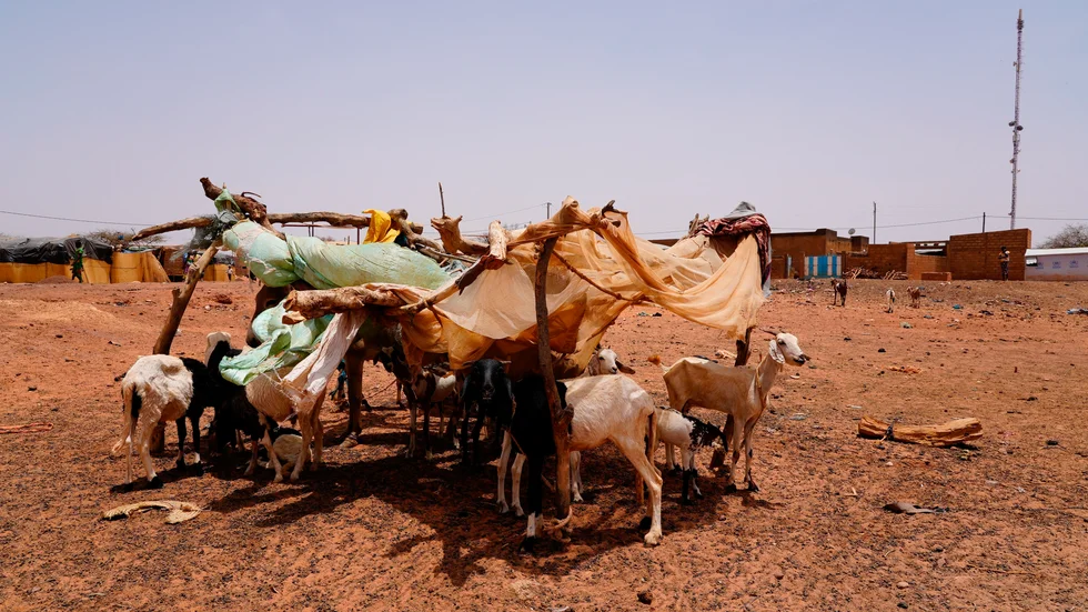 Boskap söker skugga i Djibo, Burkina Faso. Arkivbild.