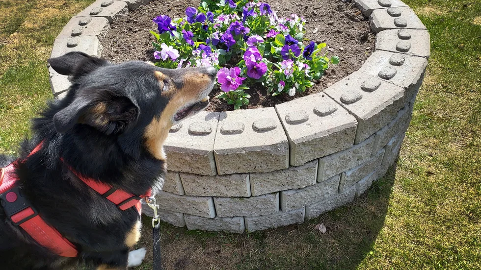 Hunden Leon beundrar de fina blommorna på kyrkogården.
