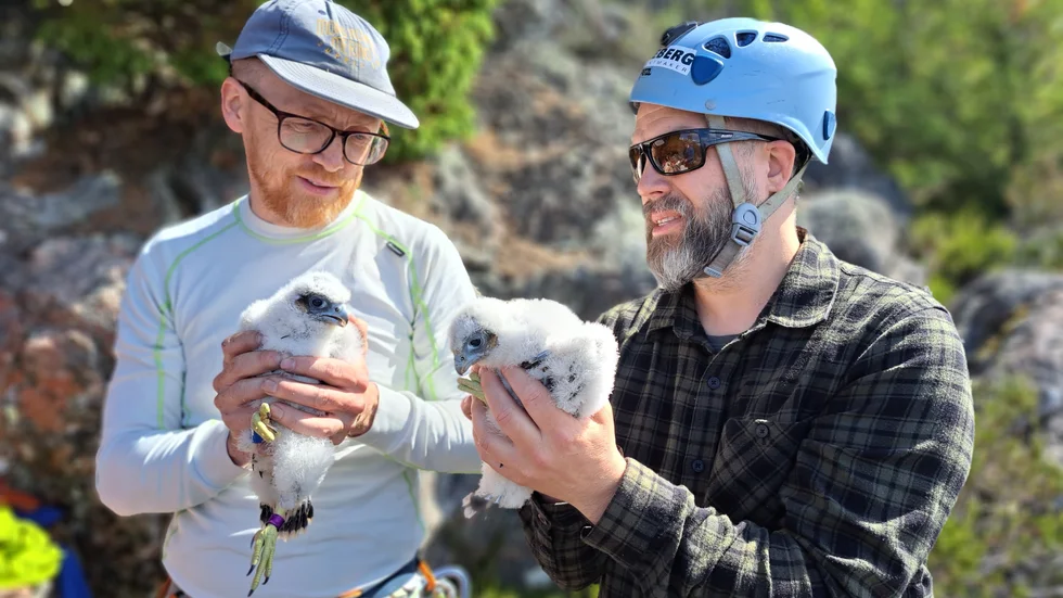 Markus och Niclas håller i en varsin unge som sedan ska ned i ryggsäcken och föras tillbaka till sitt bo.