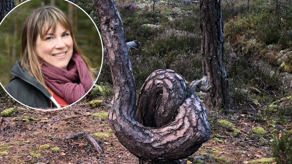 "Det är träd som inte har så höga ekonomiska värden, men höga naturvärden. Och knasighetsvärden finns det också!" säger Karin Fällman Lillqvist, hållbarhetsansvarig på Skogssällskapet