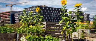 Stadsodling är inget mer än en hobby