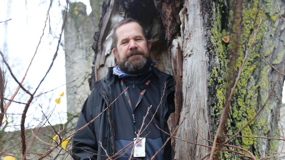 Johan Arvidsson är landskapsingenjör hos Region Gotland och även om träden som fälldes i Hemse inte är regionens anser han att de bör återplanteras. "Klockrent att det är biotopskydd", säger han efter att ha mätt stubbarna.
