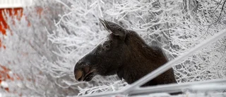 Ilsken älg stoppade traktorförare