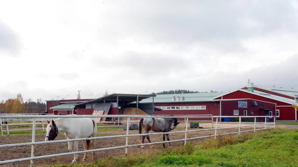 Bodens ridhus är välbesökt och en träffpunkt för hästintresserade ungdomar, främst tjejer.