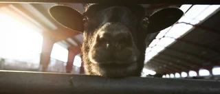 När lammen tystnar
