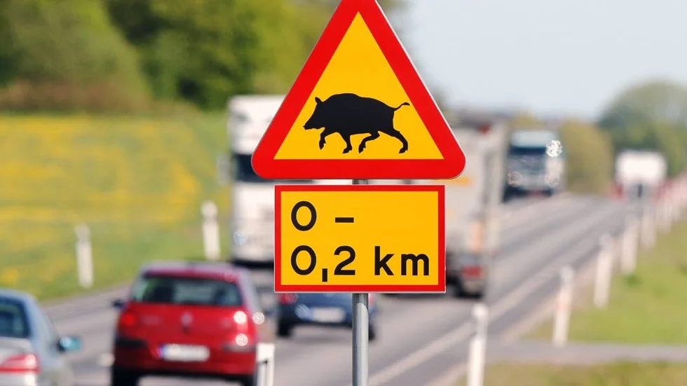 Varning för vildsvin. Skylten är från Skåne där problemen med svinen har accelererat på senare år. På Gotland handlar det om rådjur. Det finns tekniska lösningar för att minska olyckorna.