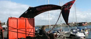 Ännu mer Gotlandshem