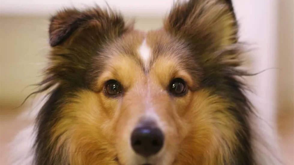 Hunden Harry som  är grymt skotträdd.