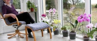 Färgsprakande blomsterprakt i Gnisvärd