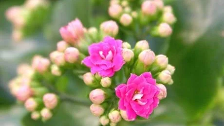 Kalanchoe, våreld, höstglöd eller blossfeldia. Oavsett namnet är den en tålig fetbladsväxt som finns i många färger. Perfekt för barnrummet, finns även i miniatyrvariant.