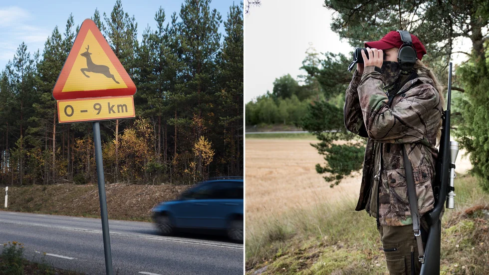 Skyddsjakten får bedrivas under hela dygnet med rörlig belysning fram till och med den 31 augusti 2022. Bilderna är tagna i ett annat sammanhang.