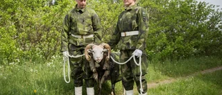 Militärbaggen Harald har blivit befordrad