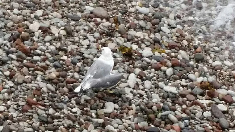 Skadad. Under en dryg vecka har flera personer i Visby försökt få hjälp med att ta hand om en skadad fiskmås, men ingen på regionen vet vem som ansvarar för den här typen av problem.