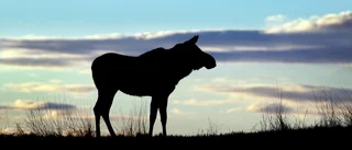 Efterlysning: Död älg på Gotland