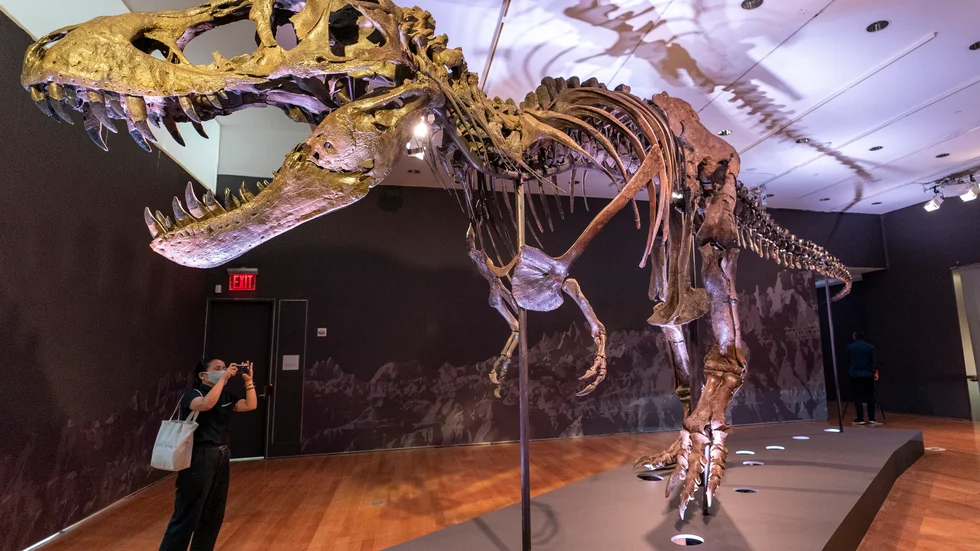 En glad köpare har plötsligt ett betydligt mer välfyllt hem, sedan den köpt Stan, ett av världens största och nästintill kompletta Tyrannosaurus rex-fossiler. Arkivbild.