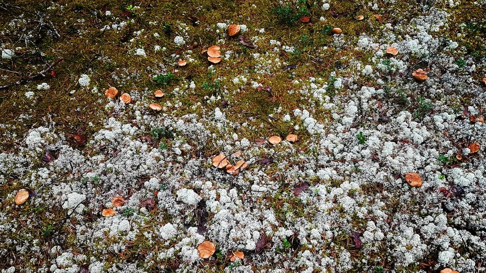Svampar i skogen.