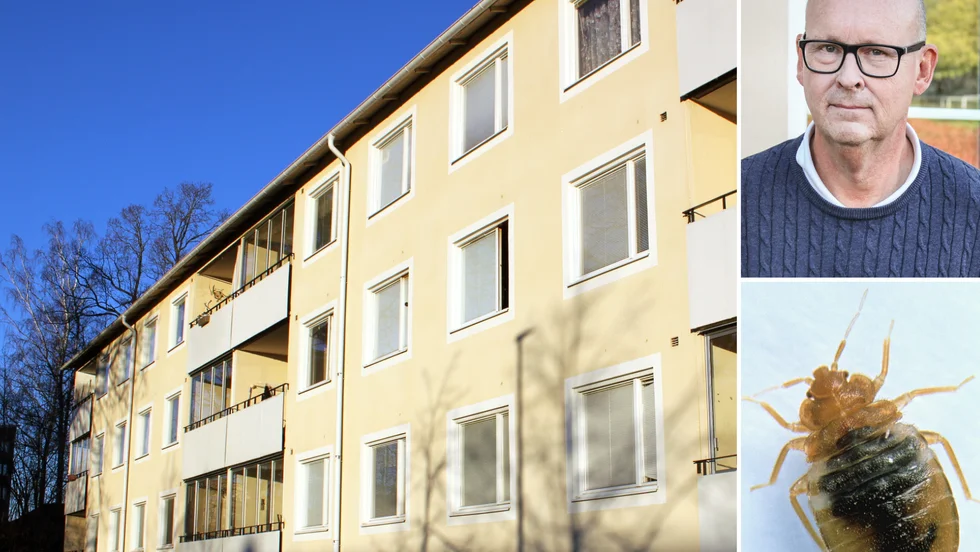 Ett hus på Salstagatan har drabbats hårt av vägglöss och nu ska Flens bostad, med vd Arne Fältin, värmebehandla bort problemet. 