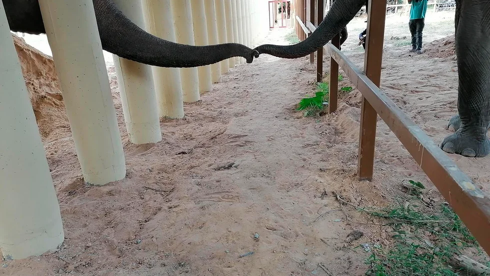 Kaavan, till vänster, sträcker ut sin snabel och får kontakt vid elefantreservatet Kulen Prom Tep i Kambodja.