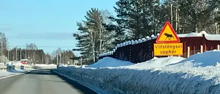 Ny älgolycka vid viltövergången