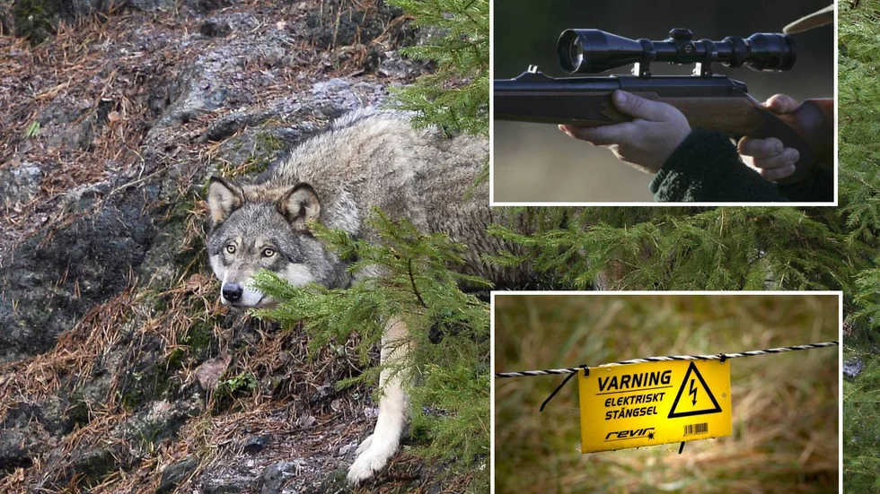 Elstängsel kan ge snabbt skydd efter ett vargangrepp mot får. Skyddsjakt kan också övervägas. Alla bilder är tagna i andra sammanhang och visar inte de aktuella händelserna.