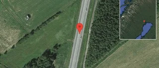 Älg på vägen på E4