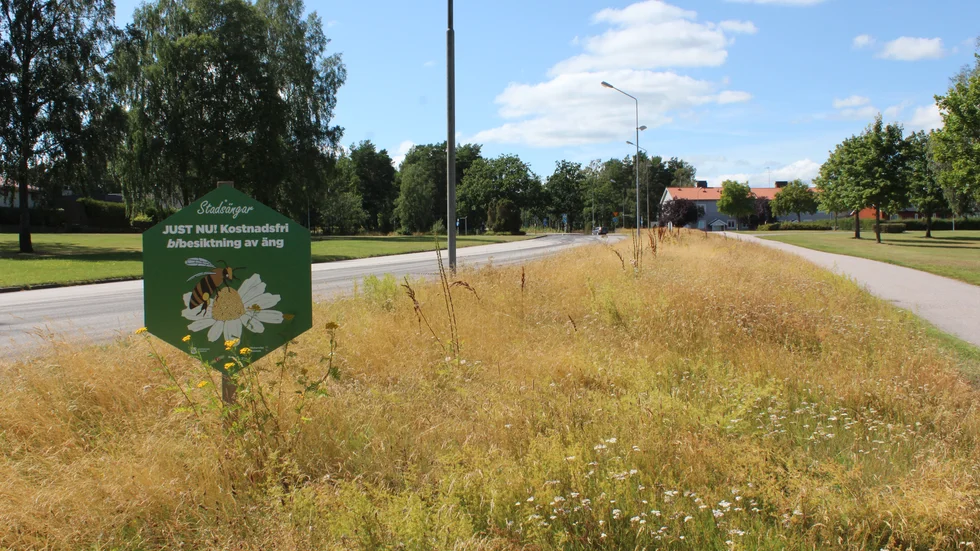 Stadsängarna i Västervik är inne på sin fjärde sommar, men blomningen kan knappast kallas överdådig.