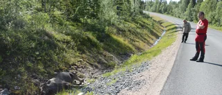 Upprepade smitningar från viltolyckor i Arjeplog upprör