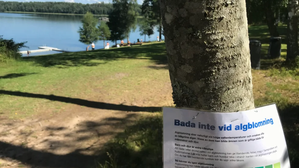 Enligt Livsmedelsverket förekommer algblomning i alla sorters vatten och kan se olika ut. Missfärgningarna kan vara blågröna eller bruna – ett vanligt tecken är att siktdjupet är mindre än normalt. Blomningen avtar när vattnet blir svalare.