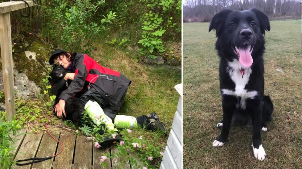 Ägaren Nina Nina Sanfridsson liggandes tillsammans med sin australien shepherd Saga när hon hittades. Saga blev påkörd av en bil i Hälleforsnäs och sprang iväg i lördags eftermiddag.