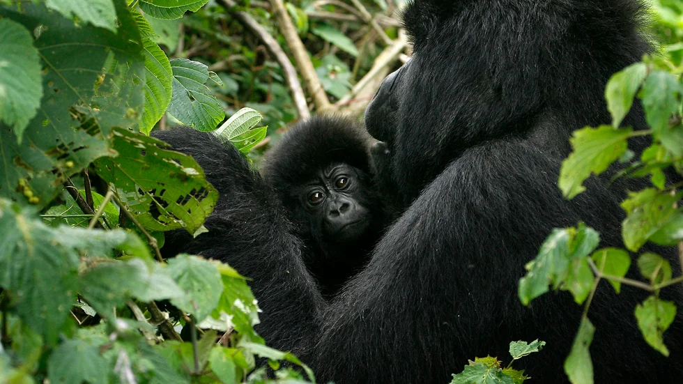 En bergsgorilla med sin unge i Virunga nationalpark i östra Kongo-Kinshasa. Bergsgorillorna har blivit extra utsatta för tjuvjägare under pandemin eftersom parken är stängd för besökare. Arkivbild.