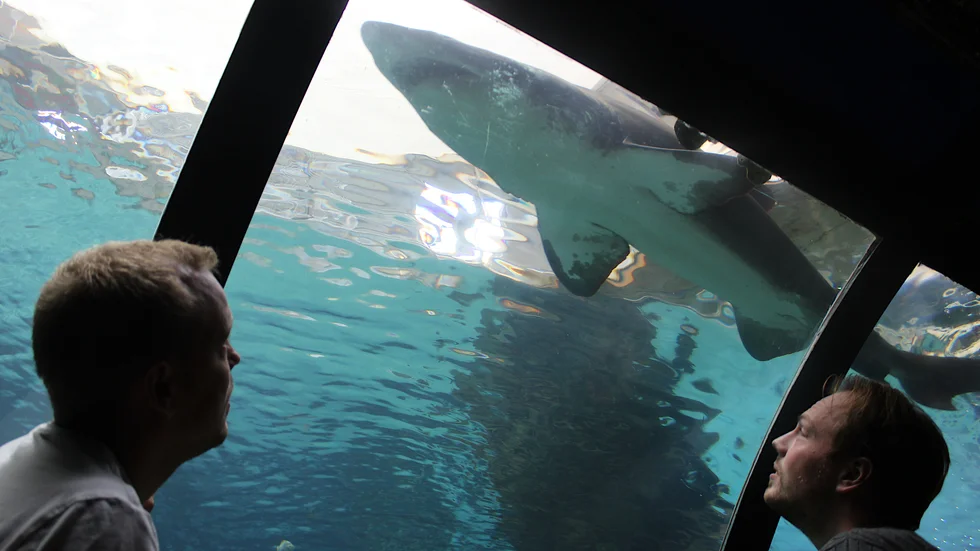 "Jag hade mitt allra första sommarjobb på Tropicarium och fascinerades tidigt av de stora hajarna, giftormarna och alligatorerna. Därför känns det extra roligt att idag kunna ta över verksamheten", säger Filip Johansson. 