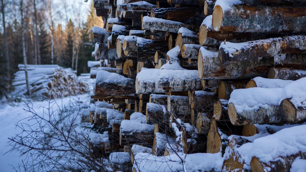 Sveaskog får böta 200 000 kronor efter att ha avverkat utan tillstånd. Genrebild. 