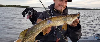 Fiskar för att överleva när turisterna uteblir