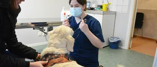 Hårt tryck när Malå fick tillbaka veterinären: ”Vi är överlyckliga”