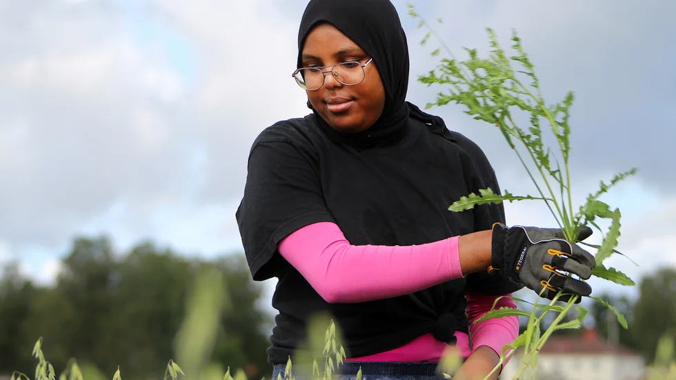 Fadumo Bile siktar på att utbilda sig till civilingenjör. Men att vara ute och jobba på gårdarna passar henne perfekt i sommar. 