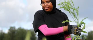 De rensar ogräs på gårdarna: "Ett jätteviktigt jobb"