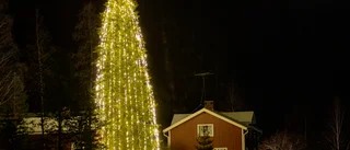 8 000 lampor i Piteås mäktigaste gran