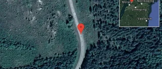 Djur på vägen