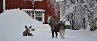 Den lilla älgfamiljen är tillbaka i Jokkmokk