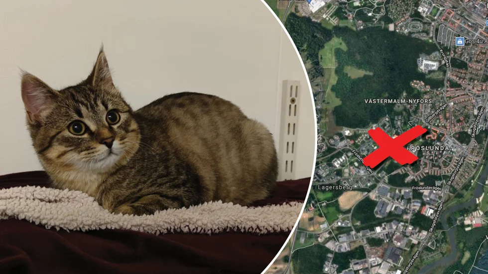 Katten som dumpades ur en bil vid en pizzeria i Fröslunda är nu i trygghet hos Djurskyddet i Eskilstuna.