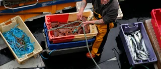 Brexit-problem för skotsk fisk till EU