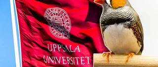 Zebrafink funnen på universitetet – polis larmades