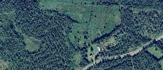 Skogen på Torpet 7 i Abborrträsk tas över