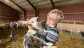 Ny gårdsbutik utanför Motala – vill få folk att äta fårkött