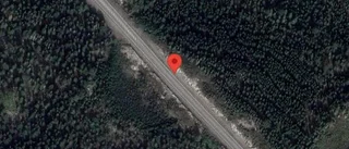 Älg på vägen kan skapa fara på väg 34