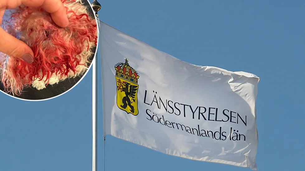 "Det krävs väldigt mycket innan man kan ge någon ett hundförbud enligt lagen om tillsyn om hund och katt. I det här fallet har bara en av hundarna en historik, inte den andra", säger handläggaren om varför det inte blev något hundförbud för den person som har anmälts efter flera blodiga attacker.