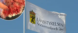Krav på munkorg och koppel efter blodiga attacker – tystnad från hundägaren 