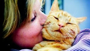 Katten är populär i Sverige. Och att växa upp med en katt i hemmet är som en hälsokur.Foto: Pressens Bild/Arkiv