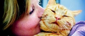 Katten Sveriges populäraste husdjur