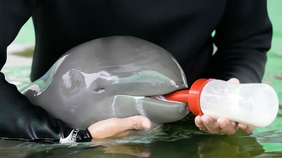 Frivillige Tosapol Prayoonsuk matar delfinungen Paradon på det marina räddnings- och forskningscentret i Rayongprovinsen i östra Thailand.